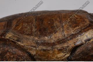 tortoise shell 0002
